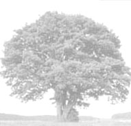 Baum